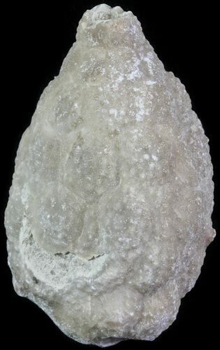 Cystoid (Holocystites) Fossil - Indiana #61957